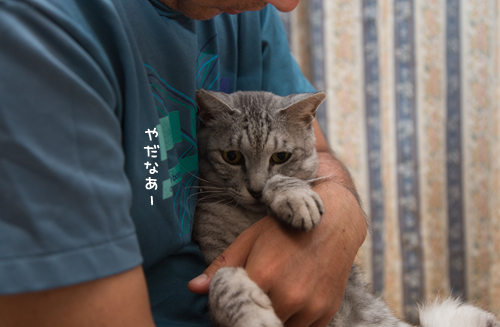 だっこれんしゅう_d0355333_16414855.jpg