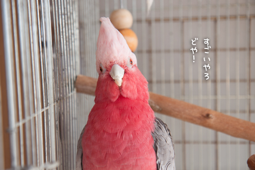 お安いおもちゃで_d0355333_16414991.jpg