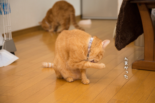 こっそり食べる&ミャ王からのお知らせ_d0355333_16415003.jpg
