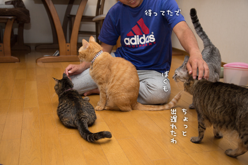 猫にまみれる_d0355333_16415120.jpg