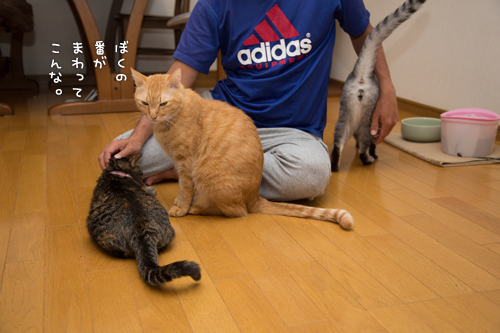 猫にまみれる_d0355333_16415150.jpg