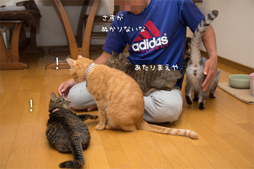猫にまみれる_d0355333_16415177.jpg