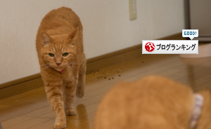 こっそり食べる&ミャ王からのお知らせ_d0355333_16415190.jpg