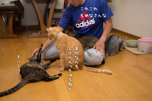 猫にまみれる_d0355333_16415238.jpg