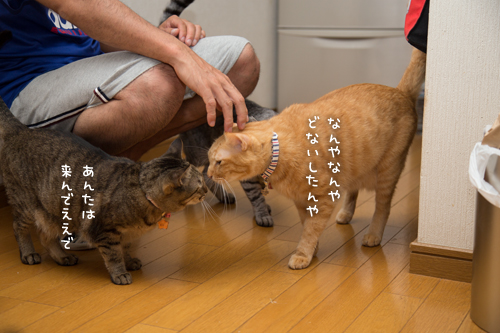 お膝独占権は_d0355333_16415351.jpg
