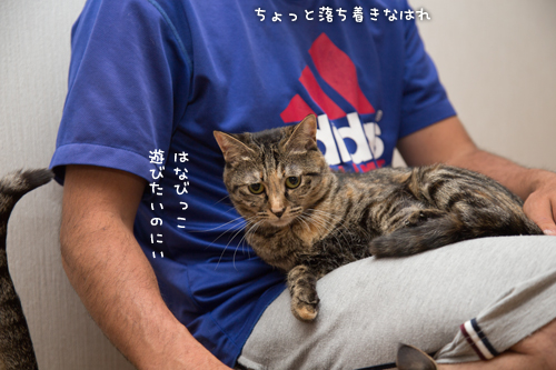 お膝独占権は_d0355333_16415369.jpg