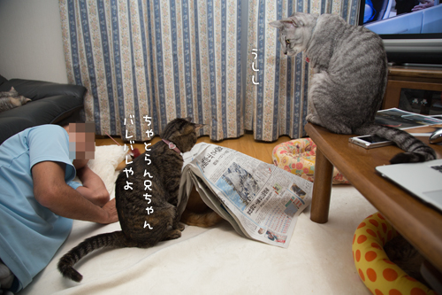 新聞紙の下で_d0355333_16415538.jpg