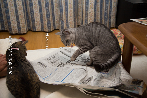 新聞紙の下で_d0355333_16415650.jpg