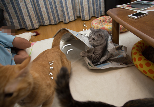 ちゃとらんの反撃!_d0355333_16415736.jpg