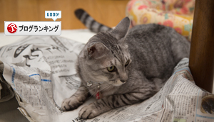 ちゃとらんの反撃!_d0355333_16415746.jpg