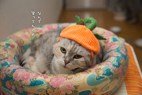 かぼちゃの姫_d0355333_16415925.jpg