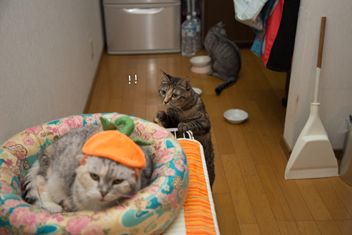 おとなになれば_d0355333_16420042.jpg