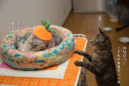おとなになれば_d0355333_16420079.jpg