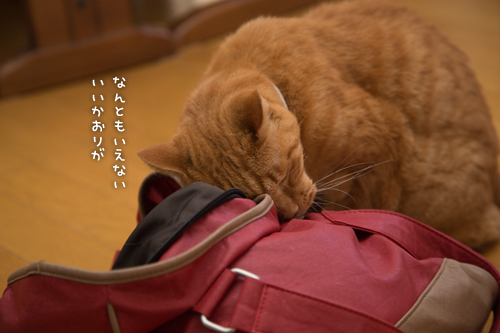 お客さんににおいフェチ_d0355333_16420265.jpg