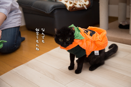 大人の階段。_d0355333_16420353.jpg
