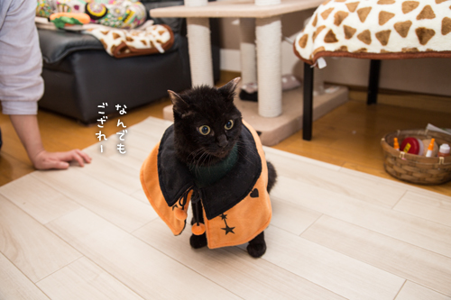 大人の階段。_d0355333_16420381.jpg