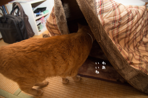 冬が来たね_d0355333_16420459.jpg