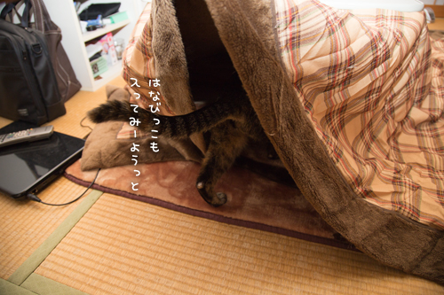 冬が来たね_d0355333_16420477.jpg