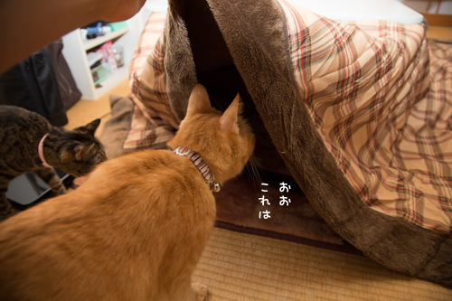 冬が来たね_d0355333_16420482.jpg