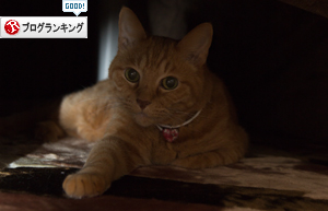 猫避難所_d0355333_16420743.jpg