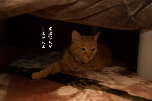 猫避難所_d0355333_16420748.jpg