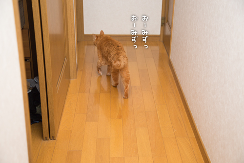 猫避難所_d0355333_16420753.jpg