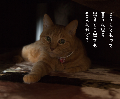 猫避難所_d0355333_16420773.jpg