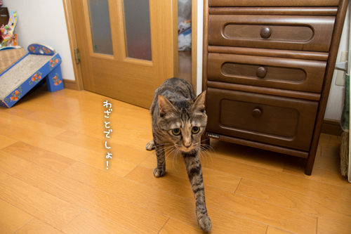 わざとじゃないよ★カレンダー予約受付開始のお知らせ_d0355333_16420834.jpg