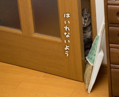 わざとじゃないよ★カレンダー予約受付開始のお知らせ_d0355333_16420853.jpg