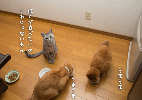 ぼくは知っている_d0355333_16420988.jpg