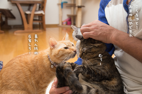 逮捕しちゃうぞーっ_d0355333_16421049.jpg