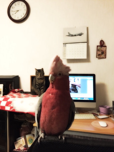 ドキドキちょびちゃん_d0355333_16421131.jpg