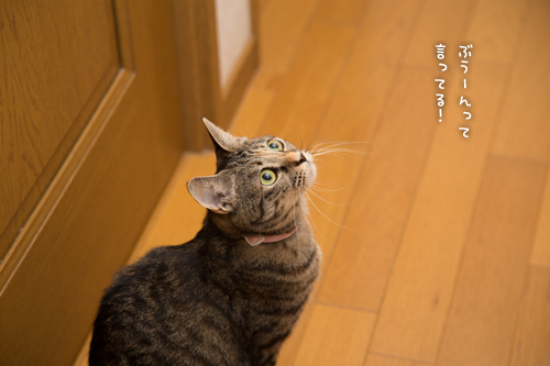 飛んで火に入る秋の虫?!_d0355333_16421220.jpg