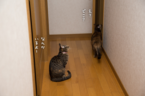 飛んで火に入る秋の虫?!_d0355333_16421243.jpg