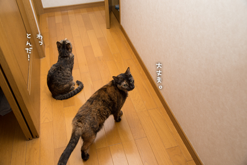 飛んで火に入る秋の虫?!_d0355333_16421277.jpg