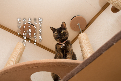まだまだ元気!_d0355333_16421327.jpg