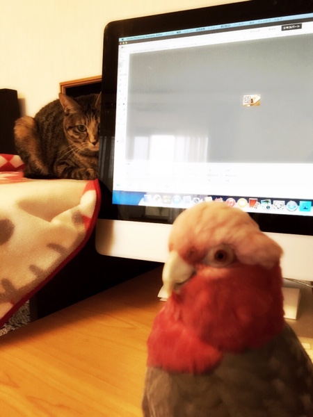 はなびっこがとても優しいので_d0355333_16421449.jpg
