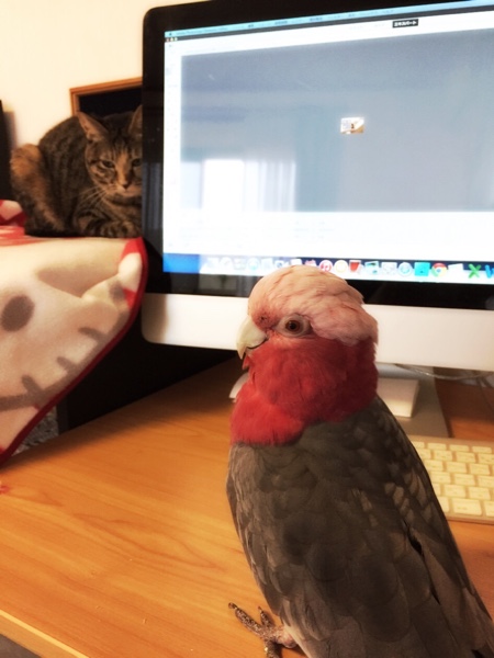 はなびっこがとても優しいので_d0355333_16421469.jpg