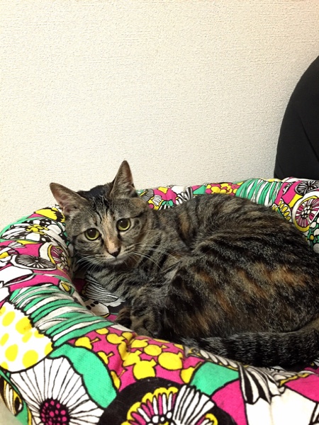 なっちゃんとはなびっこ_d0355333_16421554.jpg