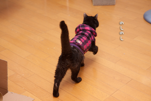 ごきげんしっぽ_d0355333_16421576.jpg