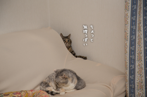 ぴょこん!_d0355333_16421737.jpg