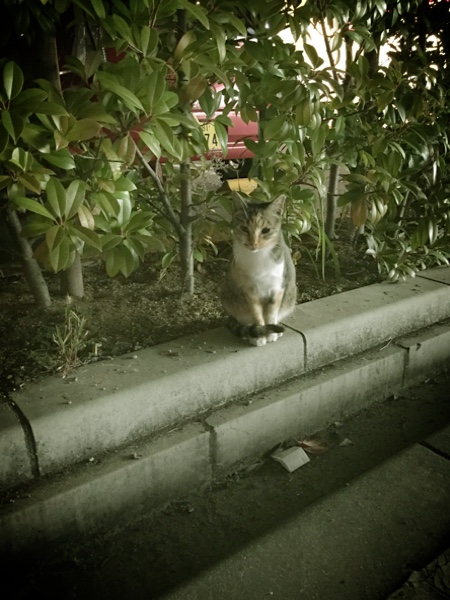 悲しい看板_d0355333_16421813.jpg