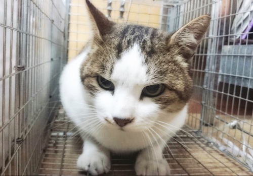 ドラッグストアの猫たち☆近況3_d0355333_16422816.jpg
