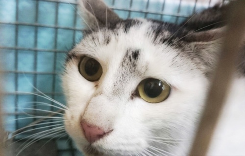 ドラッグストアの猫たち☆近況3_d0355333_16422822.jpg