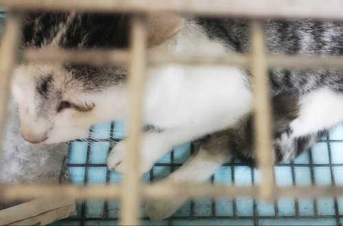 ドラッグストアの猫たち☆近況3_d0355333_16422846.jpg