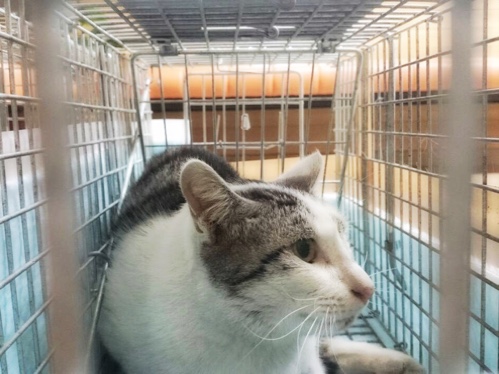 ドラッグストアの猫たち☆近況3_d0355333_16422848.jpg
