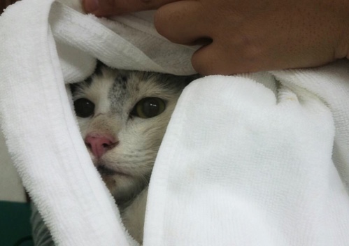 ドラッグストアの猫たち☆近況3_d0355333_16422884.jpg