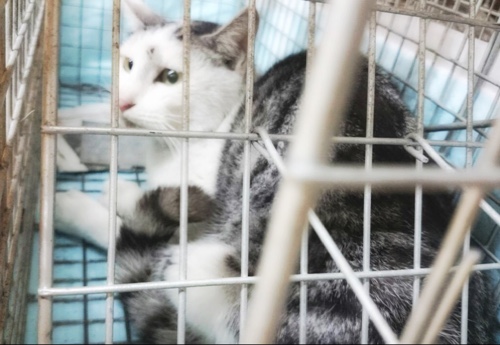 ドラッグストアの猫たち☆近況3_d0355333_16422888.jpg