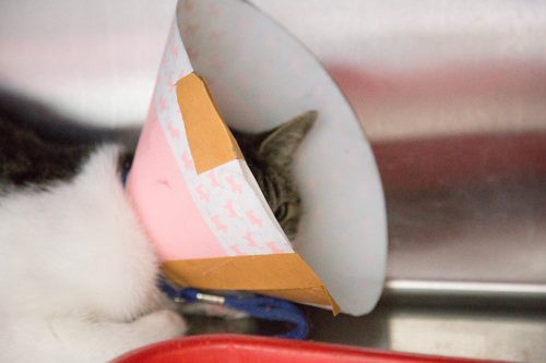 ドラッグストアの猫たち☆近況4_d0355333_16423296.jpg