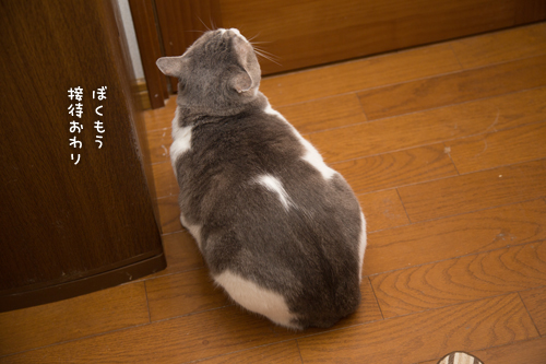 きゅうちゃんも_d0355333_16423522.jpg
